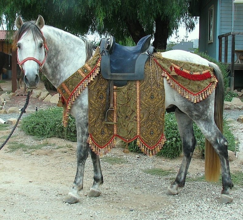 Horse Barding - Click Image to Close